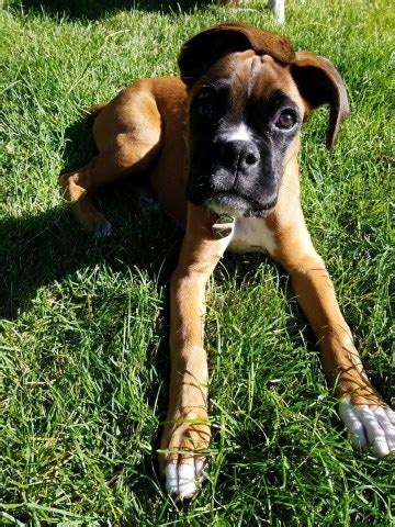 His next step boxers are internationally famous as both show dogs and producers. Safiro Boxers, Boxer Breeder in Bennett, Colorado