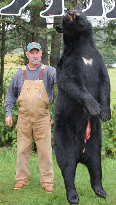 Black Bear Hunting Foggy Mountain Guide Service