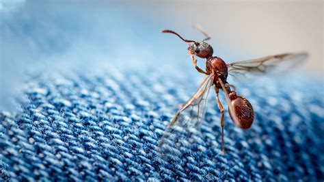 How To Get Rid Of Flying Ants In Your Home According To Pros Lupon