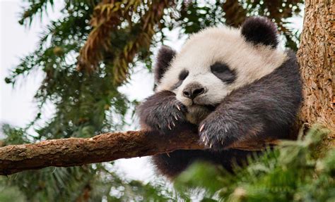 The Diary Of A Nouveau Soccer Mom National Panda Day