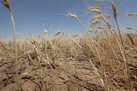 S noha oroszország a világ legnagyobb búzaexportőrei között van, az elmúlt hónapokban kimerült az állami gabonakészlet. A természet ereje, avagy az időjárási szélsőségektől a ...