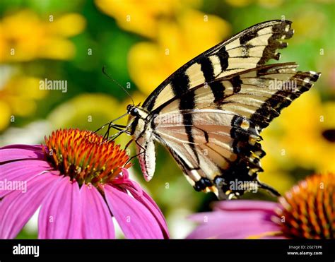 Closeup Of An Eastern Tiger Swallowtail Papilio Glaucus Feeding On