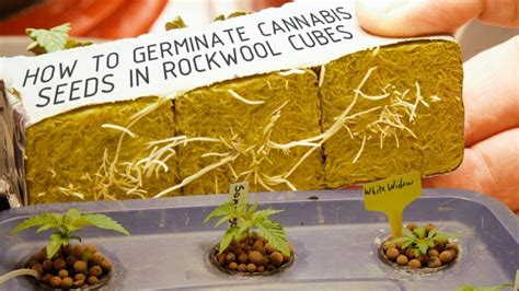 How To Germinate Cannabis Seeds In Rockwool Cubes For Hydroponics