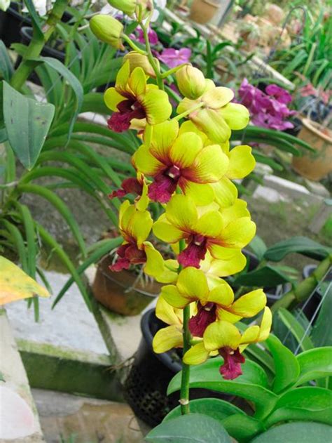 Finest Quality Orchids For Export Beautiful Orchids Rare Orchids