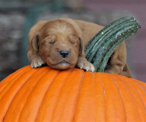 Adorable Dark Red Akc Golden Retriever Puppy Welcoming Fall At Windy