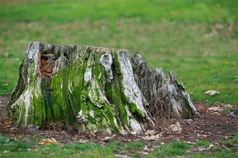 Old Rotten Tree Stump Stock Image Image Of Stump Root 166999213