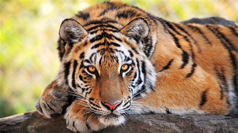 Petition · Help Rescue The Bengal Tigers ·