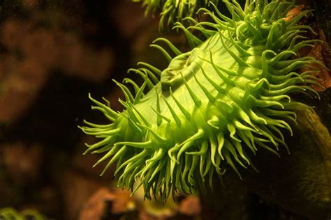 10 Stunning Underwater Plants And Sea Creatures On The Ocean Floor