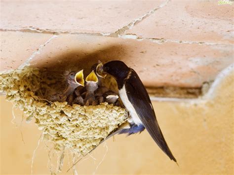 Don't give your baby bird a bath, it doesn't need one; nature, Birds, Nest, Baby, Birds Wallpapers HD / Desktop ...
