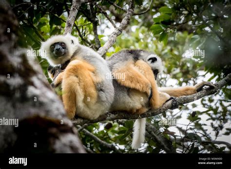 Two Diademed Sifaka Propithecus Diadema Lemur Madagascar Stock Photo