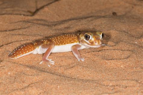 Nephrurus Levis Occidentalis Smooth Knob Tailed Gecko Flickr