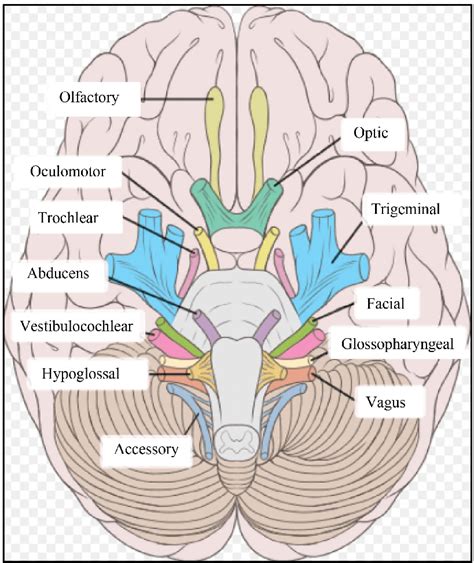 The Trigeminal Nerve Is The Largest Of The 12 Cranial Nerves This