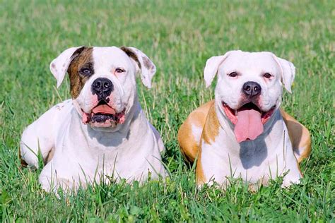 American Bulldog Dog Breed Information And Characteristics Daily Paws