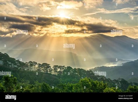 Sunrise Over Hillside A Pine Forest With Long Sun Rays Pass Through