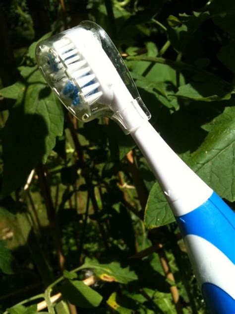 youtube video use an electric toothbrush to hand pollinate your tomatoes by robert brennan