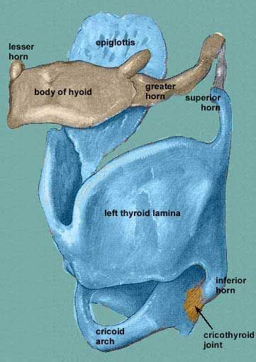 The Larynx Speech Therapy Resources Speech Language Therapy Speech