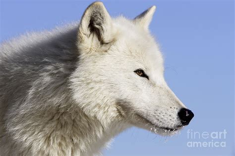 Arctic Wolf Canis Lupus Arctos Photograph By M Watson