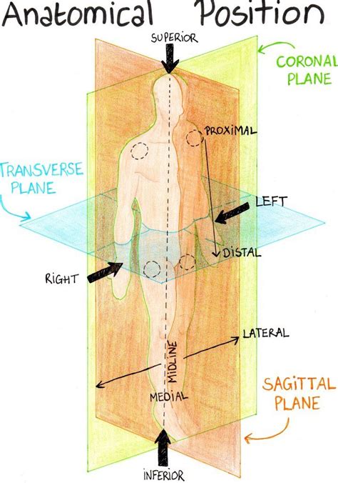 Anatomy Diagram Anterior Medial Hot Sex Picture