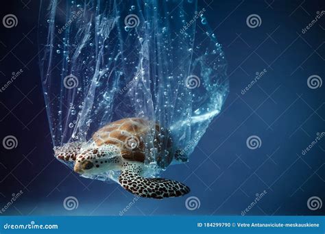 Turtle In Plastic Bag In Ocean Platic Pollution Problem World Oceans