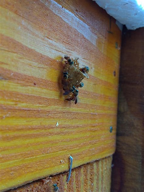 Some Of My Stingless Bee Hives Rbeekeeping