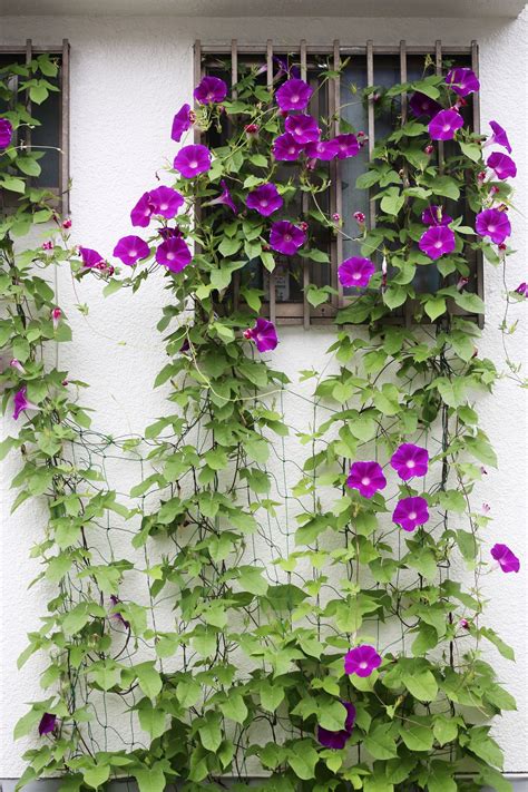 Creeper Plants With Flowers