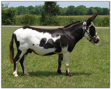 Spotted Donkey Zonkey Miniature Donkey Zedonk