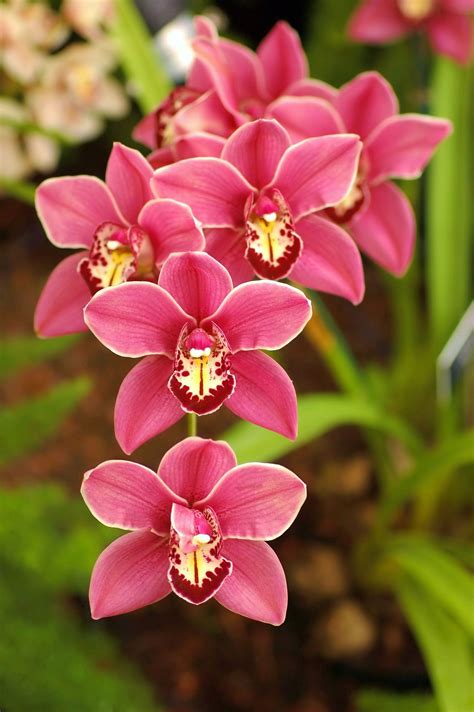 Pin By Anne Crabtree On Color Combinations Pink Green Orchids