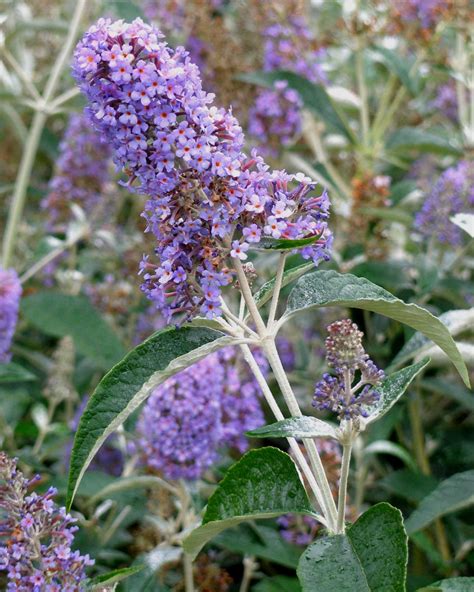 Selections can be found to grow in every climate, and many are fragrant to. Summer-Flowering Shrubs | HGTV