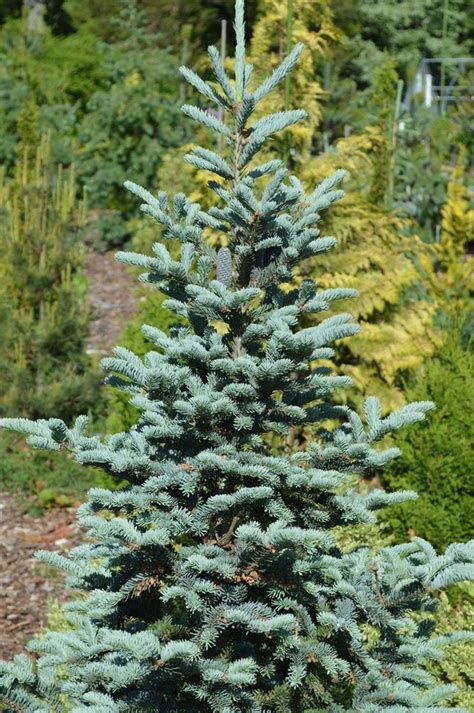 Abies Balsamea Tyler Blue Conifers Garden Evergreen Shrubs
