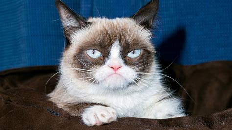 World Famous Grumpy Cat Dies Aged 7 After Making Her Owner Millions