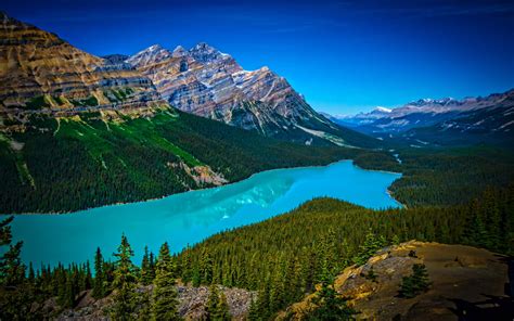 Turquoise Peyto Lake In Banff National Park In Canada At An Altitude Of