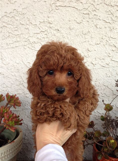 Redhead Poodle Dog Poodle Puppy Red Poodles