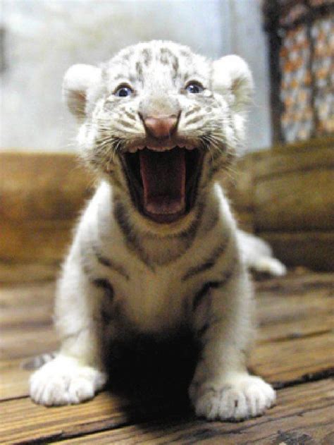 Pin By Pop Haydn Certifiable Genius On A Baby Tigers Baby White