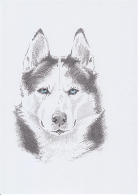 Husky Pencil Drawing By Fluffybunny111 On Deviantart