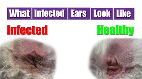 Dog Ear Infection Youtube