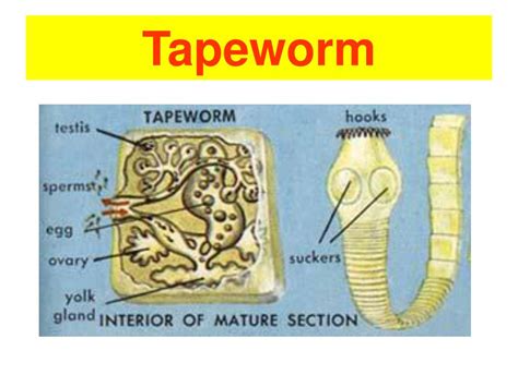 Ppt Tapeworm Powerpoint Presentation Free Download Id6811947