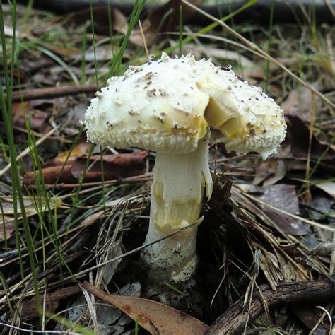 Amanita Ananiceps Project Noah