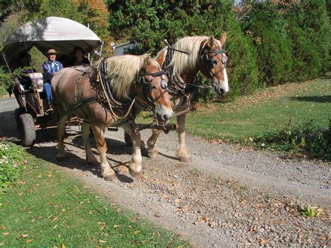 Wagon Ride Belgian Horses Pull A Wagon Near Wellsboro Pen Flickr