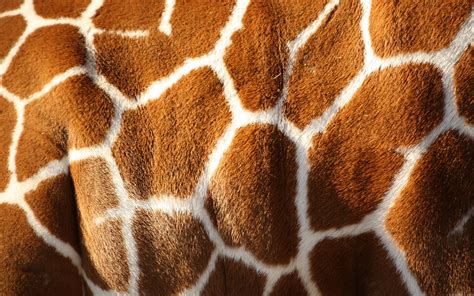 Giraffe Skin Pattern Hd Wallpaper Download Wallpapers