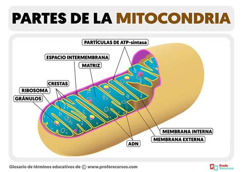Partes De La Mitocondria Estructura