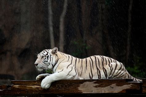 Premium Photo White Bengal Tiger In The Rain