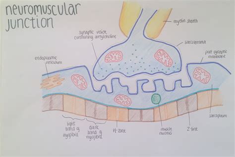 Physiology Of The Neuromuscular Junction And Its Receptors Deranged
