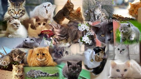 Cat Collage Hd Desktop Wallpaper Widescreen High Definition