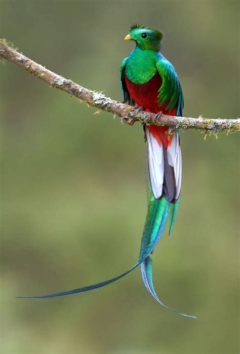 Resplendent Quetzal Many People Believe These Are The Most Beautiful