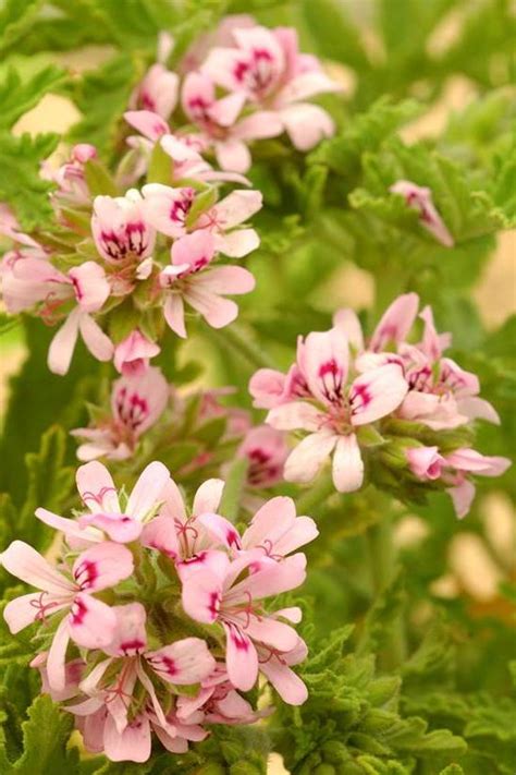 Rose Geranium Bayliss Botanicals Distillates Homegrown In The USA
