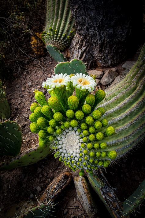 Cactus Saguaro Bloom Full Photo Print