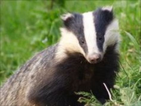 Pembrokeshire Badger Cull Order May Be Amended Bbc News