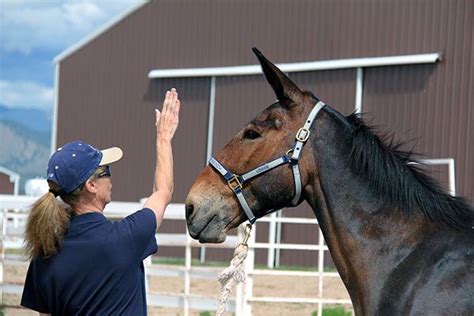 Behavior modification is a treatment approach that replaces undesirable behaviors with more desirable ones by using the principles of operant conditioning. MULE CROSSING: Understanding Behavior Modification in 2020 ...