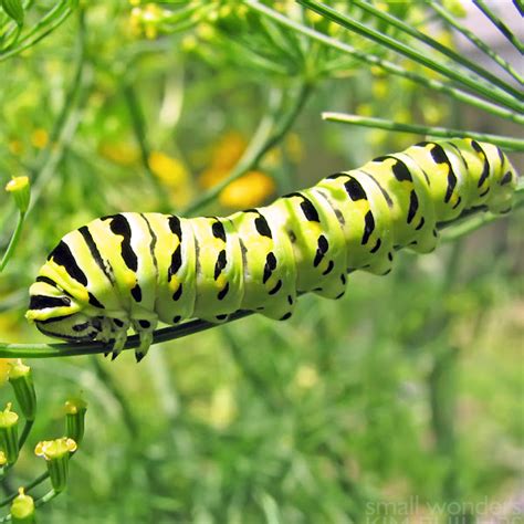 Black Swallowtail Caterpillar Th Instar Project Noah