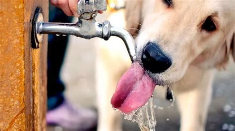 Evita El Golpe De Calor En Tus Mascotas El Popular